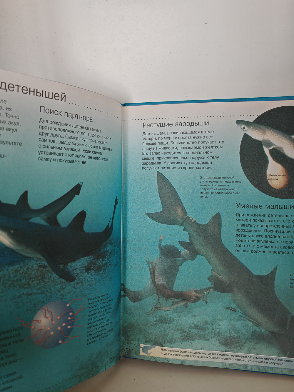 Акулы (Энциклопедия + Интернет. Неизвестные и удивительные факты)