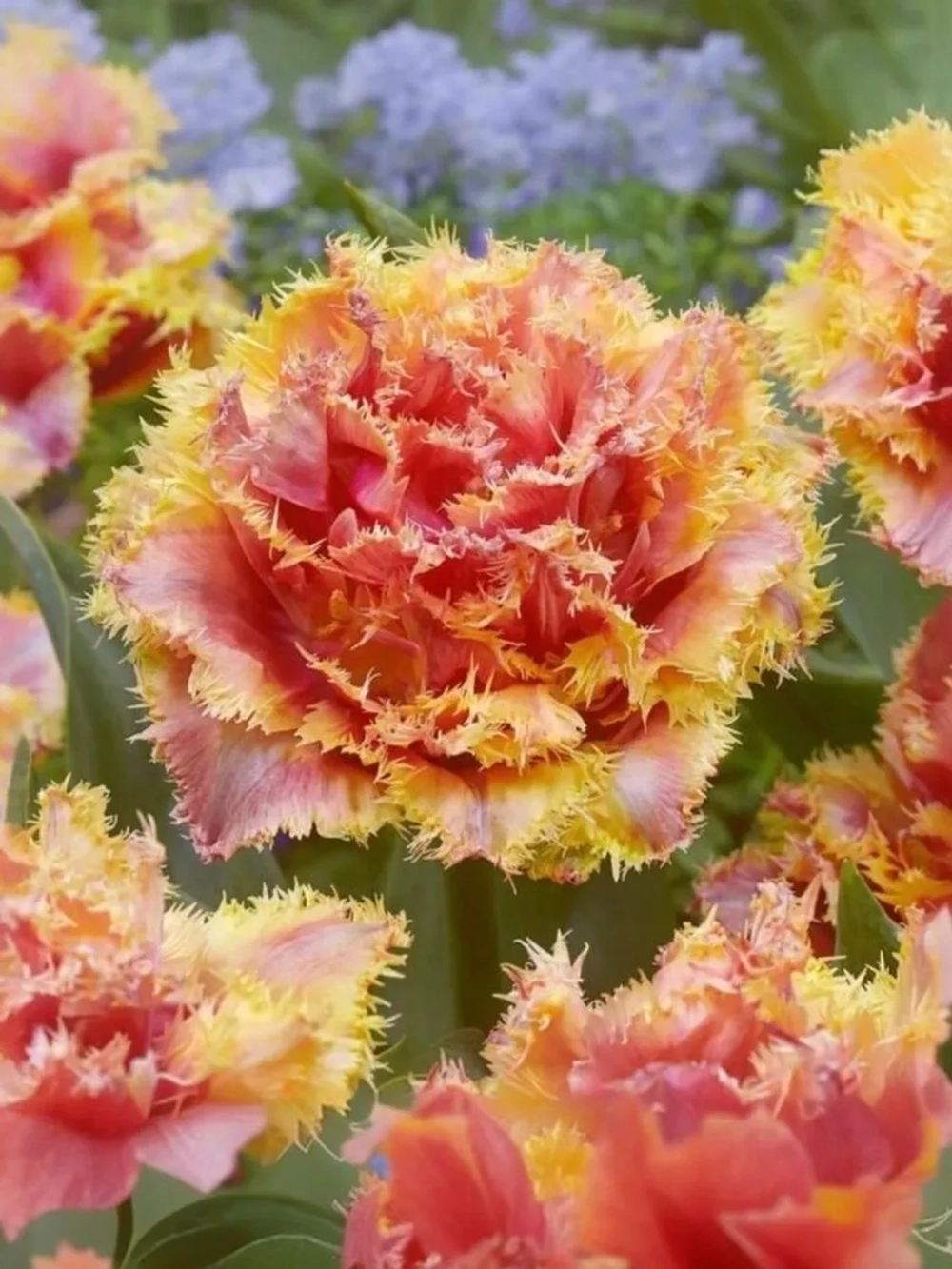 Тюльпан Махрово-бахромчатый Брисбен