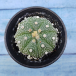 Astrophytum Asterias (Астрофитум)