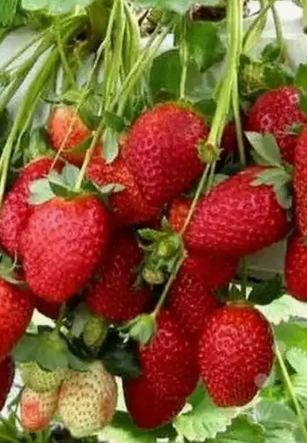 Клубника ремонтантная Мальга рассада, меристема.