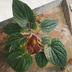 Антуриум SIRIH RADICANS s.L