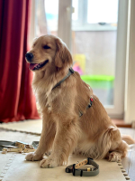 Шлейка для собак с ручкой перехват из биотана водонепроницаемая , 25 мм , М размер, золотой шимер , серый