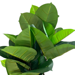 Фикус эластика зеленый 135 см.