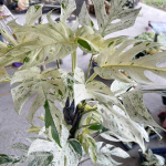 Эпипремнум PINNATUM MARBLE (N101)