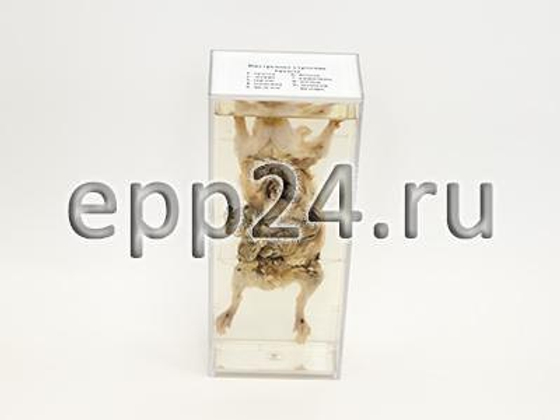 Внутреннее строение крысы