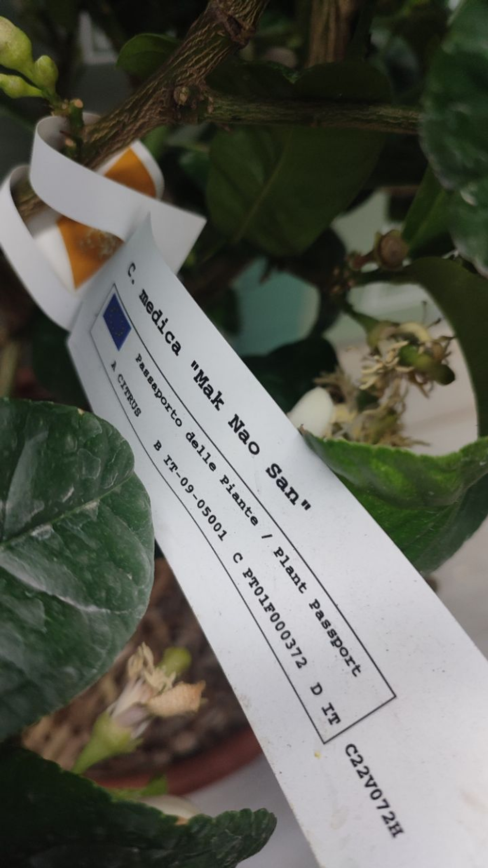 C. medica “Mak Nao San”