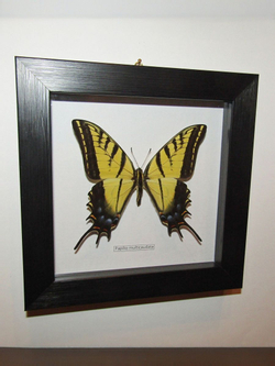 Бабочка Papilio multicaudata в рамке
