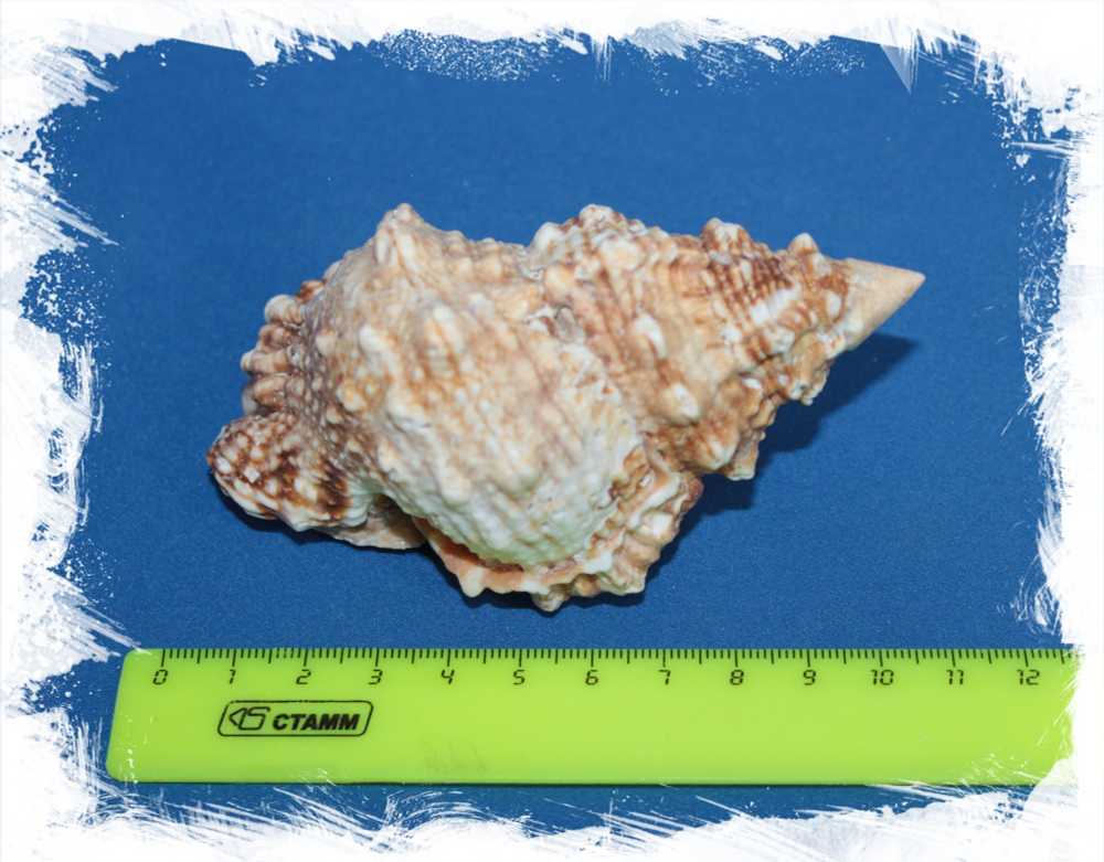 Бурса Рубета, 6-9см, 1шт