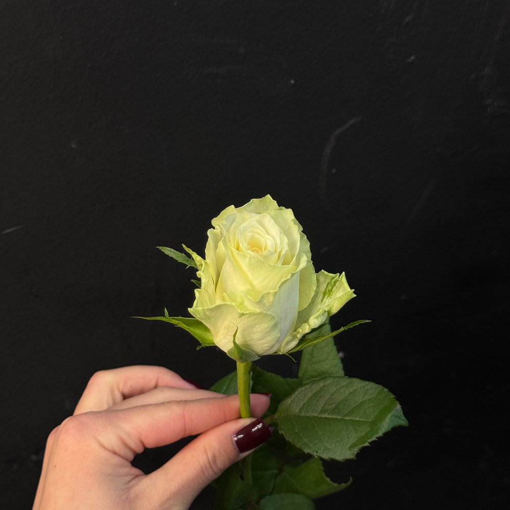 Роза кенийская белая 40 см / 1 шт