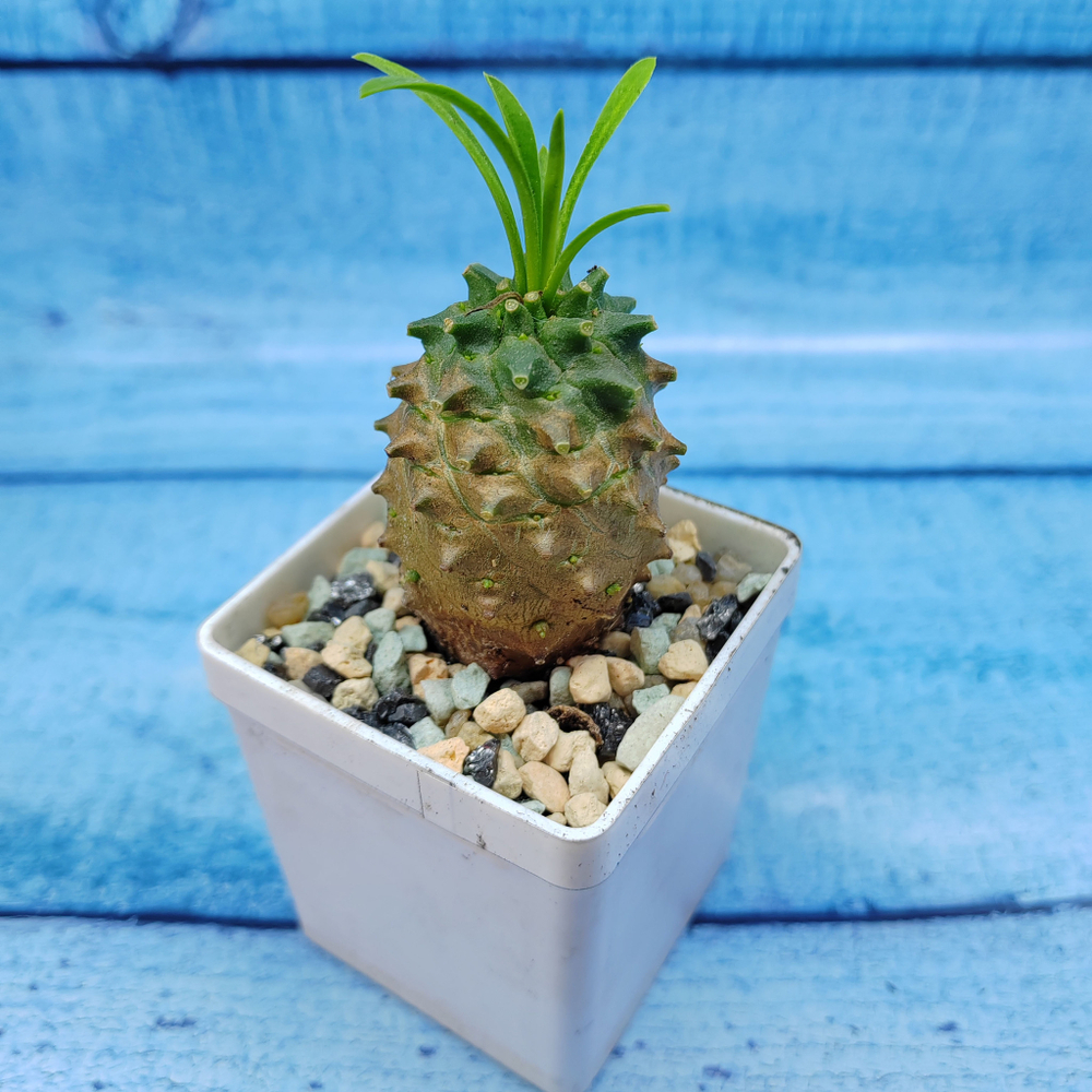 Euphorbia Gabizan (Эуфорбия)