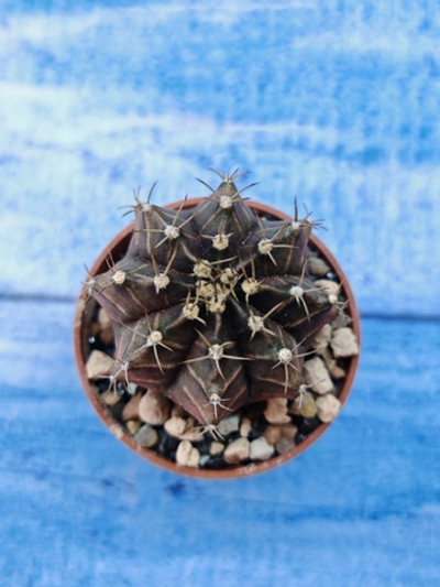 Gymnocalycium Friedrichii (Гимнокалициум)