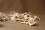 Ракушка Мурекс Пектен (Murex pecten) 8-12 см
