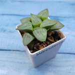 Haworthia Comptoniana Hybride hybrid (Хавортия)