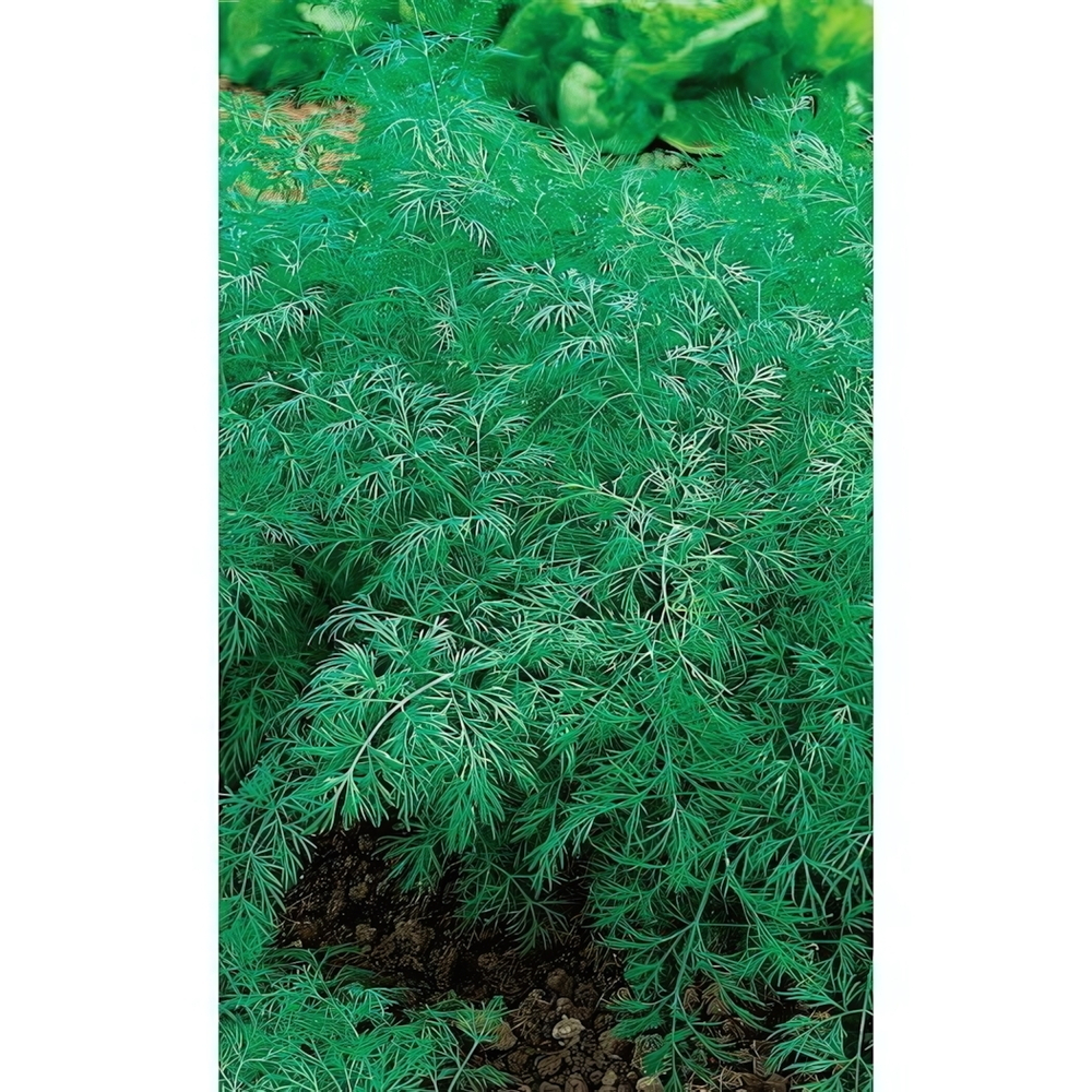 Семена Укроп Скиф (УД) Е/П