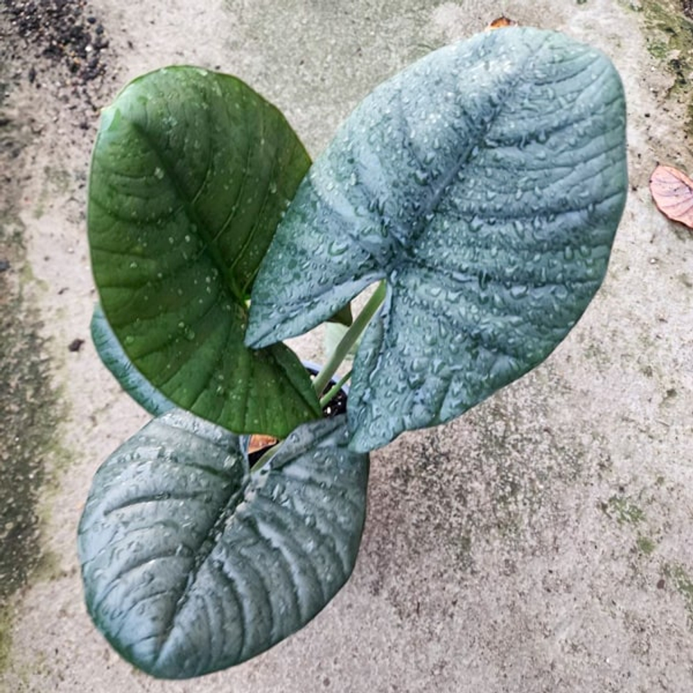 Алоказия NEBULA REGINAE