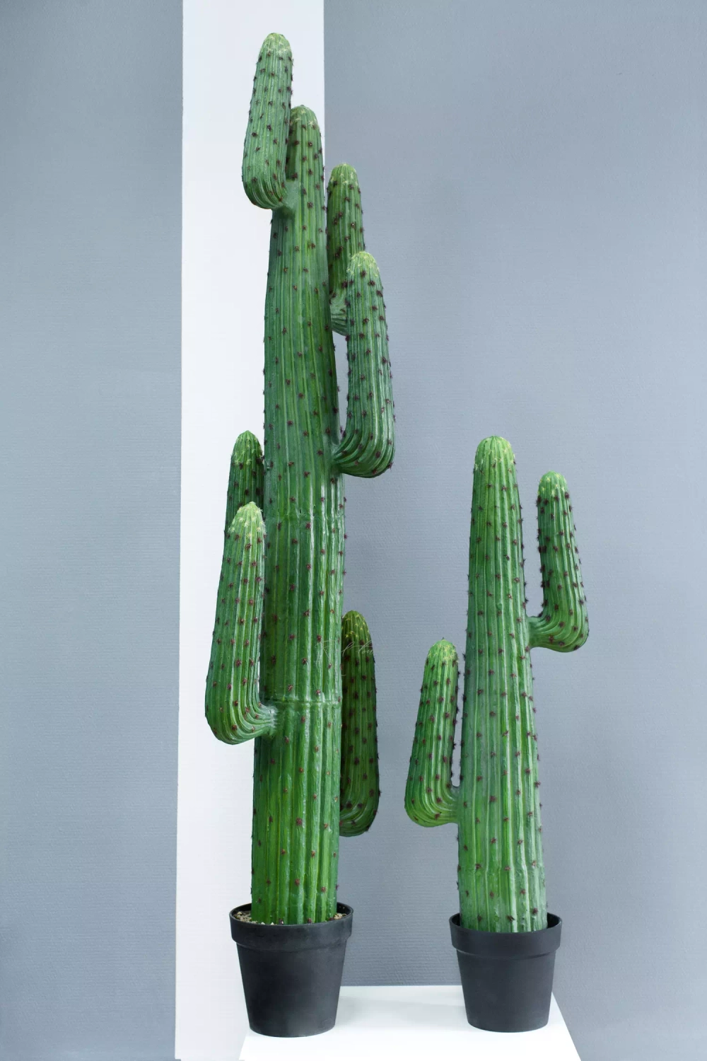 Кактус Цереус круглый большой 172см