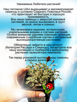 Кровохлебка Маленький Ангел Литл Ангел пестролистная