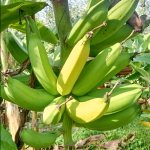 Банан Jackfruit (10)