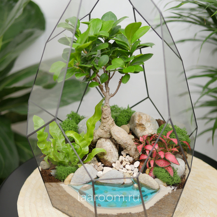 Флорариум бонсай Фикус гинсенг Айсберг с озером