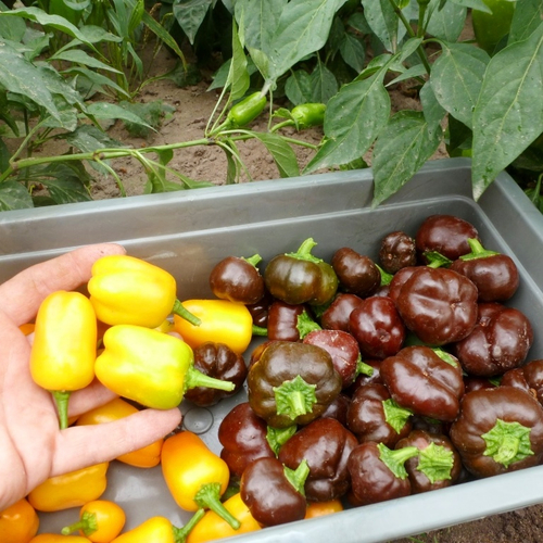 Перец Сладкий Mini Bell Сhocolate - Мини Белл Шоколадный