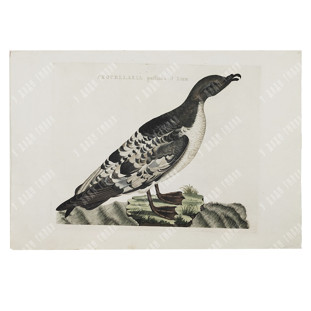 Зепп Ян Кристиан. Мэнский буревестник. Гравюра на меди, акварель. Амстердам. 1809 г.