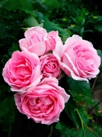 Роза шраб Гита Ренессанс