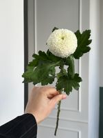 Хризантема одноголовая в белом оттенке