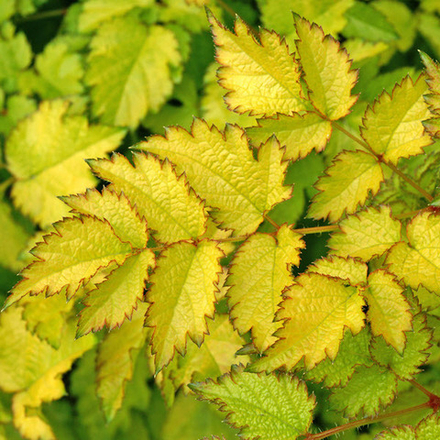 Астильба "Color Flash Lime". Astilba "Color Flash Lime".