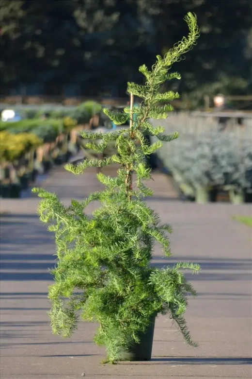 Лиственница кемпфера Диана С2 20-30 см Закупка М62 апрель-май 2026