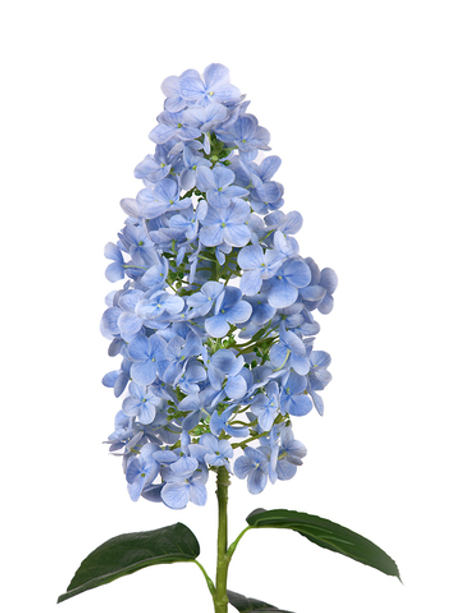 Гортензия метельчатая на стебле - Голубой