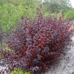 Пузыреплодник калинолистный Леди ин Ред С5 40-60