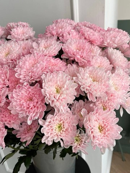 Хризантема в розовом оттенке