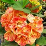 Эуфорбия Миля SUPER ORANGE