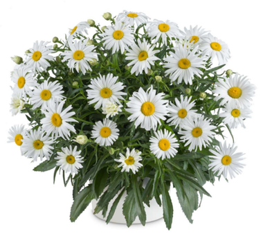 37145 Нивяник LUCILLE Grace (Весна 2026)