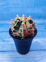 Gymnocalycium Variegata (Гимнокалициум Вариегатный)