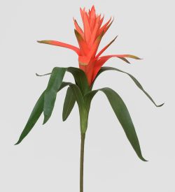 TR 560L Вариегата