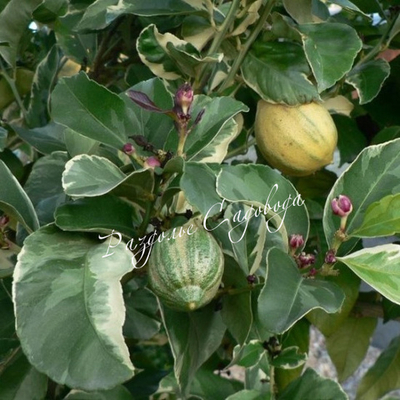 Лимон пестролистный "Эврика" (горшок 1.5л)