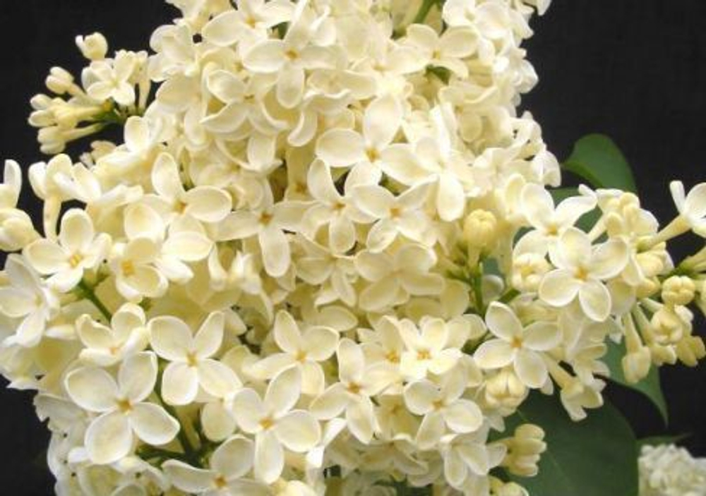 Сирень Примроуз