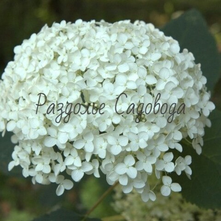 Гортензия древовидная Аннабель