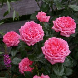 Ля Роз Дэ Молинар (La Rose De Molinard)