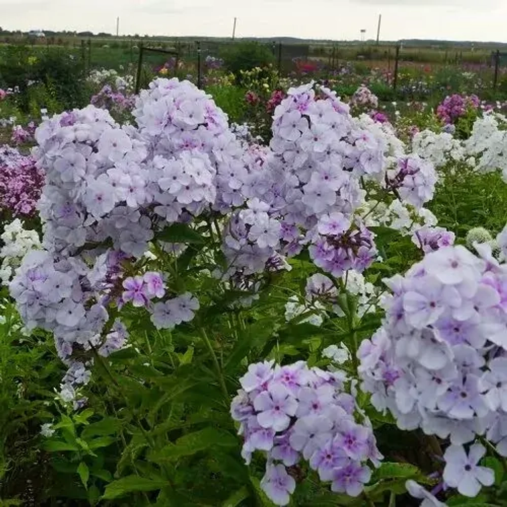 Флокс метельчатый Лаванделвольке