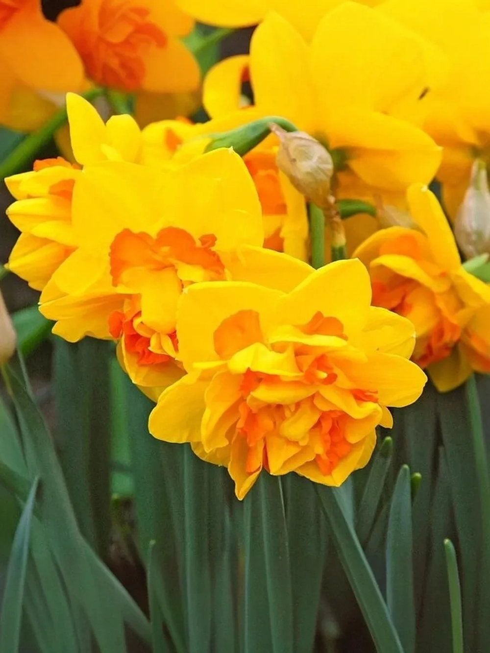 Нарцисс Махровый Дабл Санрайз