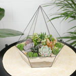 Флорариум с суккулентами Алмаз Laaroom