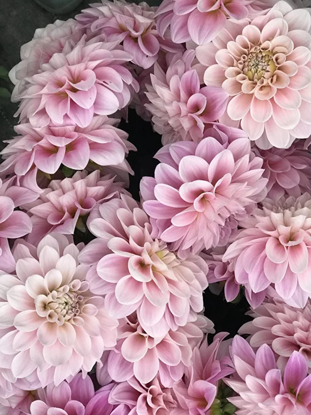 Георгин Sweet Nathalie (корень) Закупка М55 апрель 2026