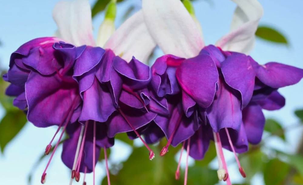 Евро Фуксия Giant Deep Purple укоренный черенок ОКС