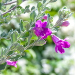 Леукофиллум кустарниковый – Leucophyllum frutescens