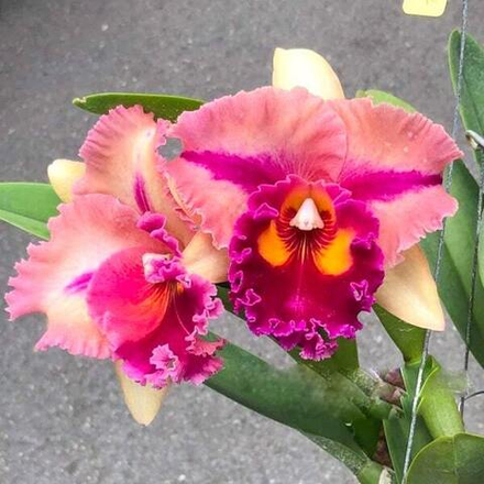 Орхидея ринхолелиокаттлея RLC. SIAM GOLDEN FLARE HAPPY TIME