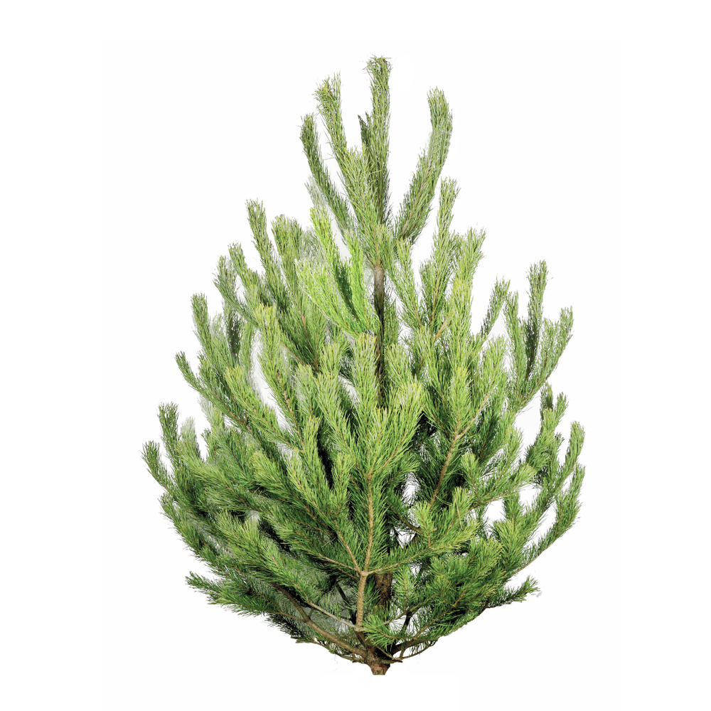 Сосна новогодняя срезанная