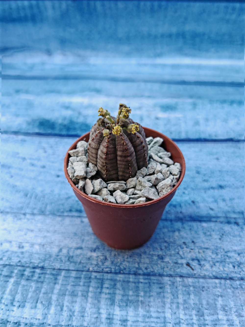 Euphoria Obesa (Эуфорбия)
