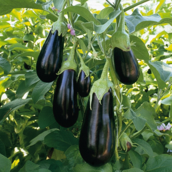 ЭПИК F1 семена баклажана (Seminis | Alexagro) – фото 4